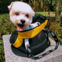 my dog